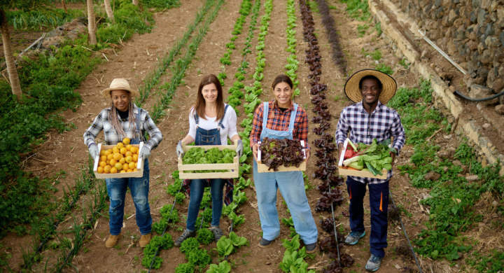 Multiracial gardening people holding wooden box of harvested organic fruits and vegetables - Healthy food and harvesting concept