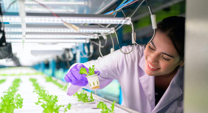 Researchers developing vegetable varieties at greenhouse agriculture