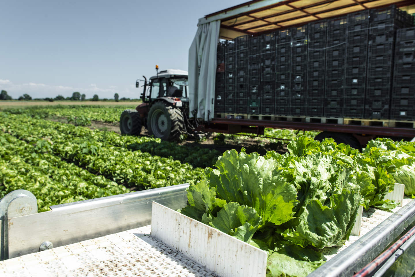 Tractor with production line for harvest lettuce automatically. Lettuce iceberg picking machine on the field in farm. Concept for automatization in the agriculture.