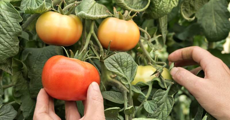 Hand holding a GMO red tomato with two unripe tomatoes in the background