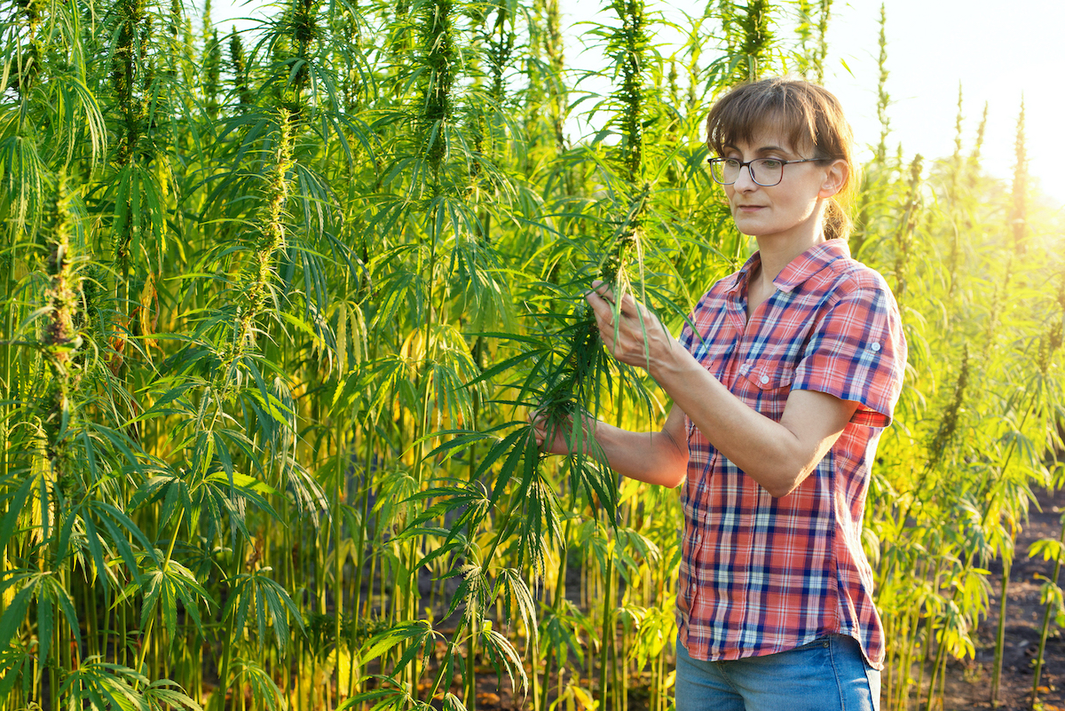 Caucasian female farmer checking industrial hemp stalks at field sunset time somewhere in Ukraine
