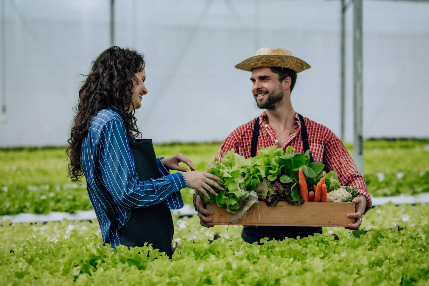 Hydroponic farm owner carefully selects quality veggies, monitoring growth, delivering routine evaluations. Efficiently organized operations in greenhouse tray, foster sustainable agricultural growth