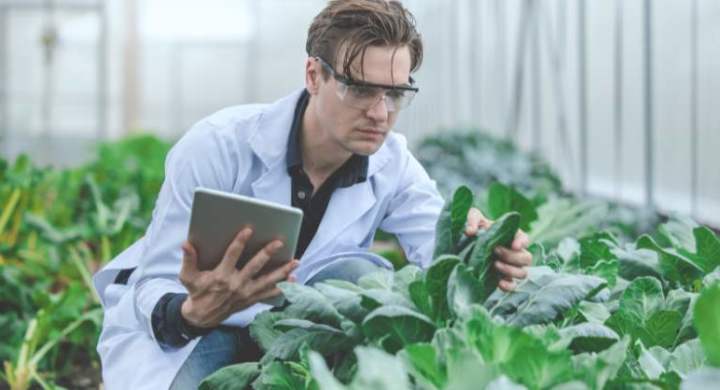 scientist inspecting a GMO crop