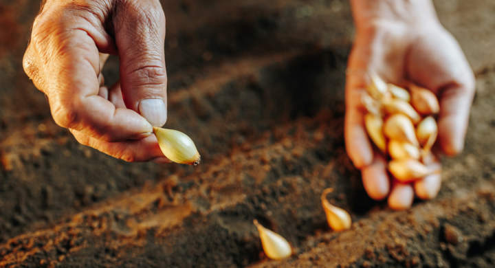 This striking close-up features the hands of a seasoned farmer holding a handful of carefully-selected seeds. The selective focus on the seeds creates a sense of depth and texture,