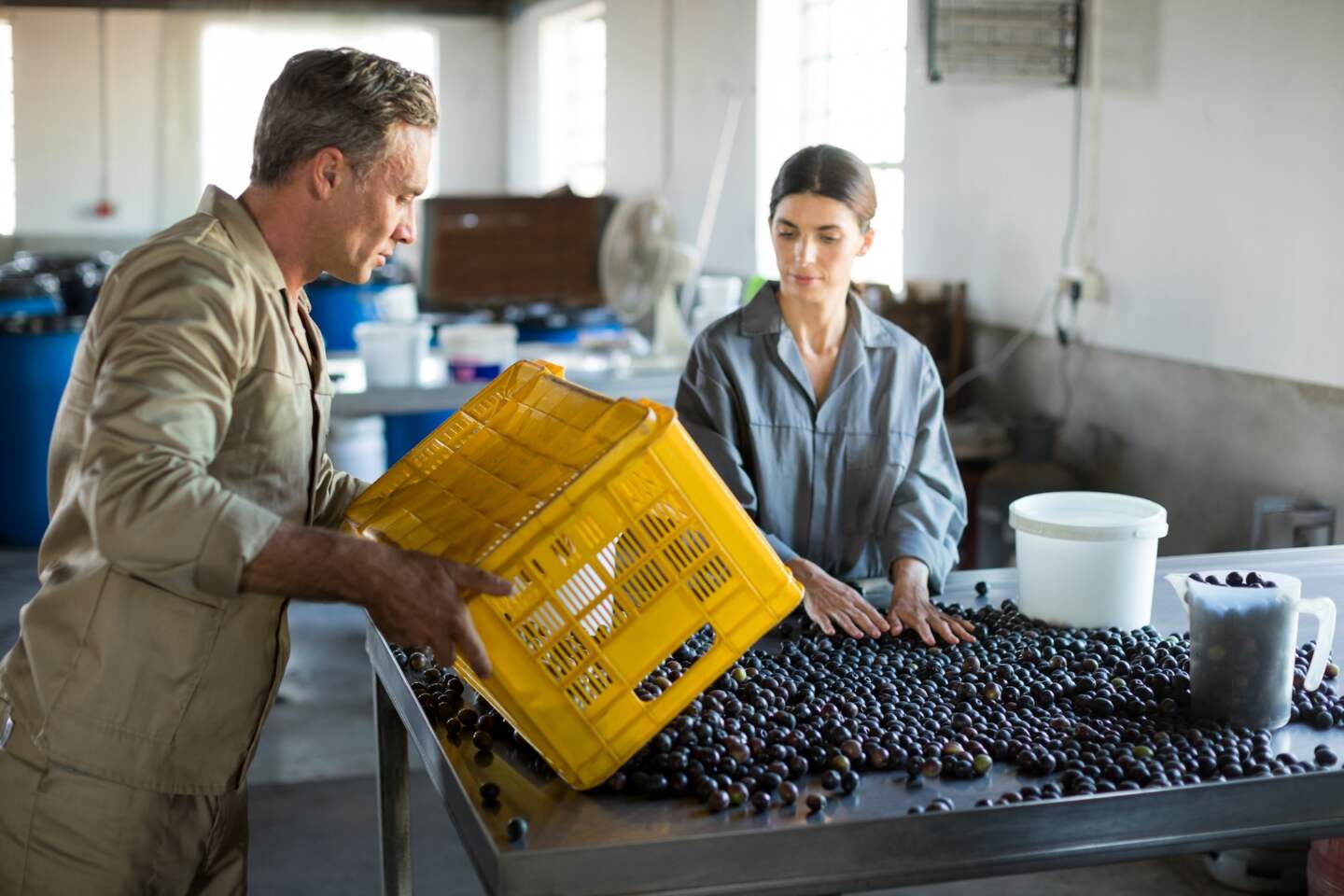 Attentive workers checking a harvested olives in factory