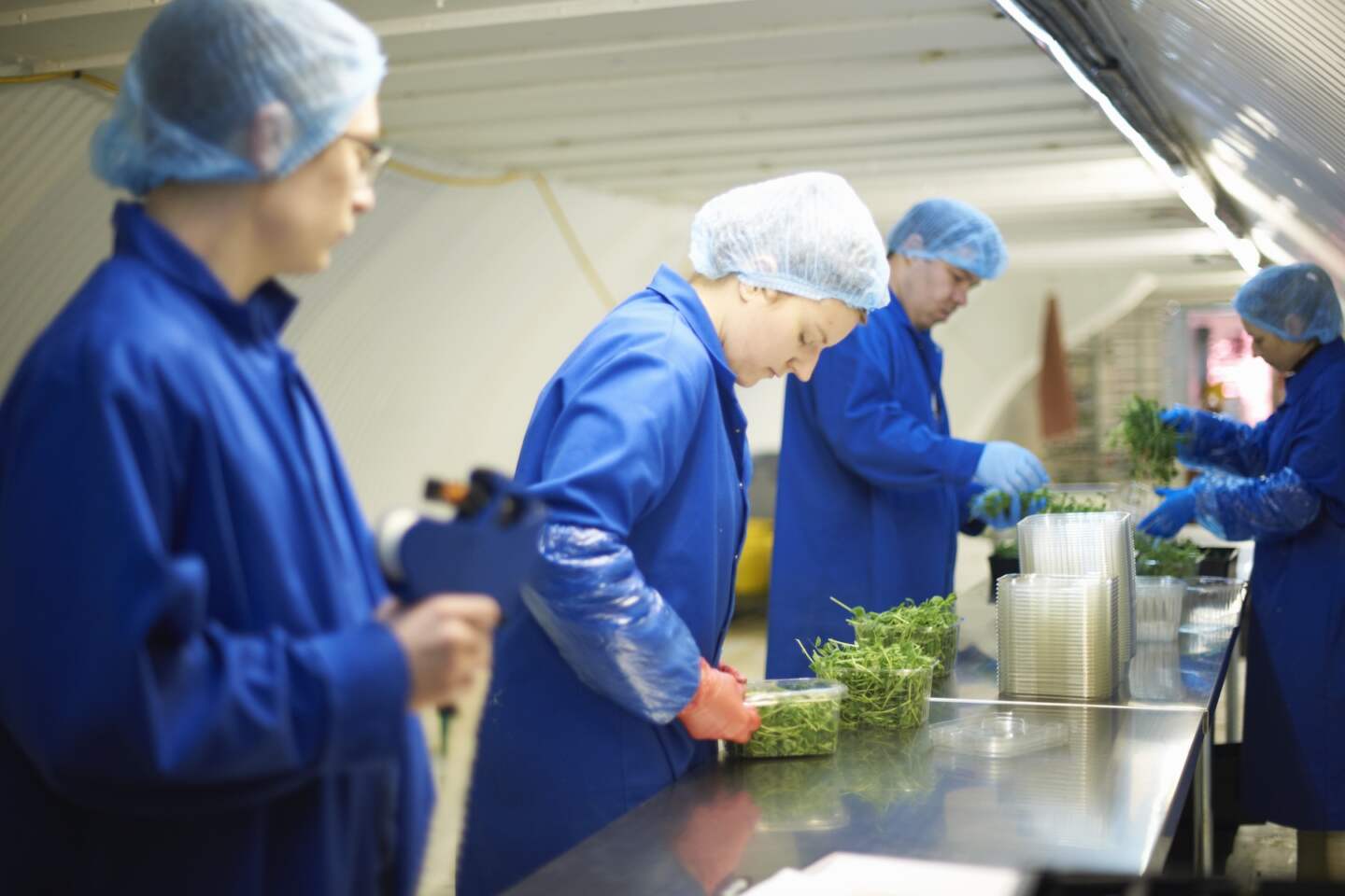 Workers on production line wearing hair nets packaging vegetables
