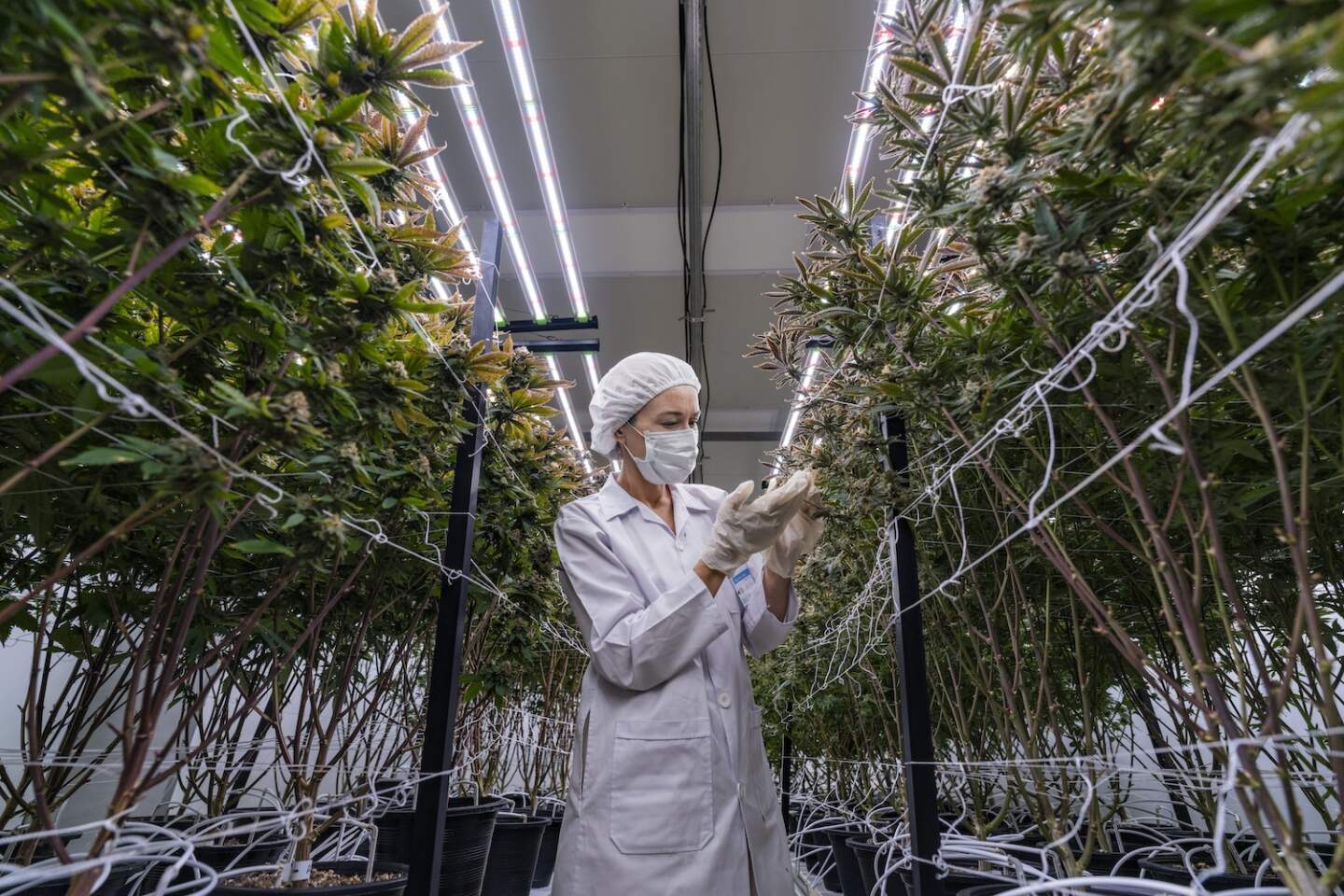 A researcher in a controlled environment inspects cannabis plants for quality assurance and growth optimization. The cannabis industry is advancing through scientific research and innovation.