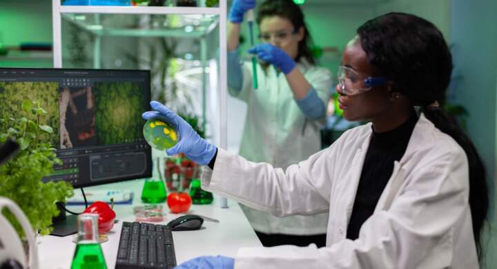 African american microbiologist researcher holding petri dish with liquid bacteria working at pharmacology experiment in biological laboratory. Biologist scientist analyzing cell culture of fungi