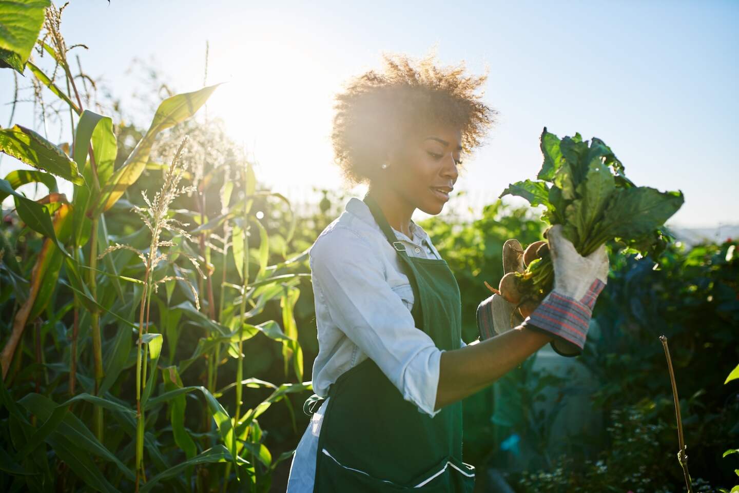 african american woman inspecting freshly harvested golden beets in community communal garden
