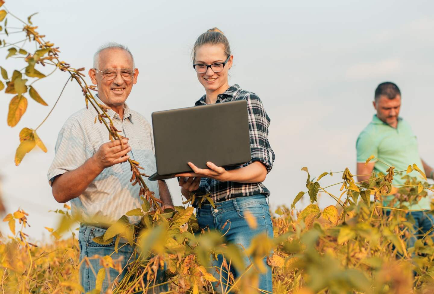 Group of farmers with laptop standing in a field examining soybean crop.